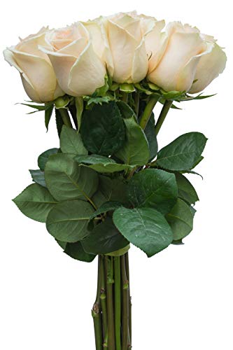 Ivory Cream