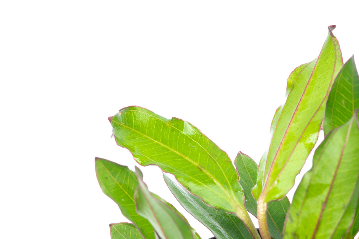 Echinodorus Green Chameleon Live Aquarium Plant - Freshwater Aquatic Plants for Fish Tanks, Ponds & Aquascaping | Perfect for Beginners & Aquarium Enthusiasts