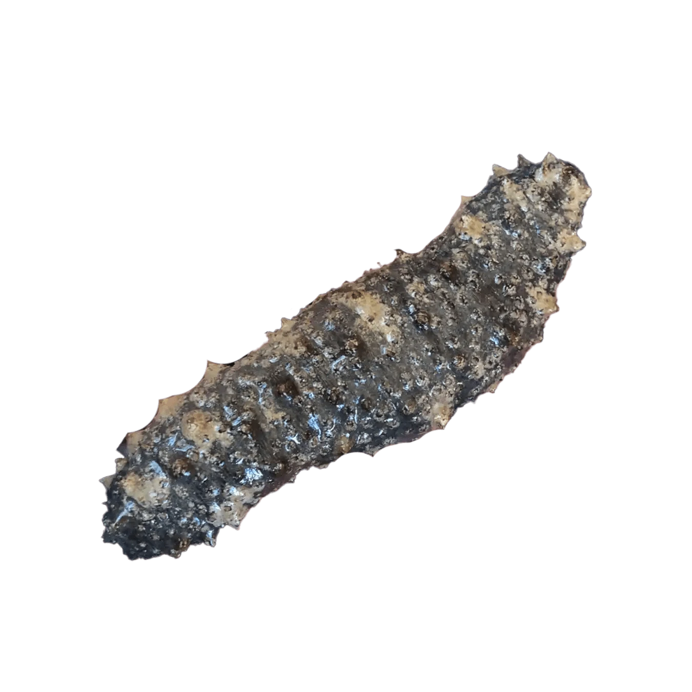 Premium Caribbean Sea Cucumber - Organic Dried Seafood for Soups & Stews | High Protein Superfood | Perfect for Asian Cuisine, Health Tonics & Gourmet Cooking