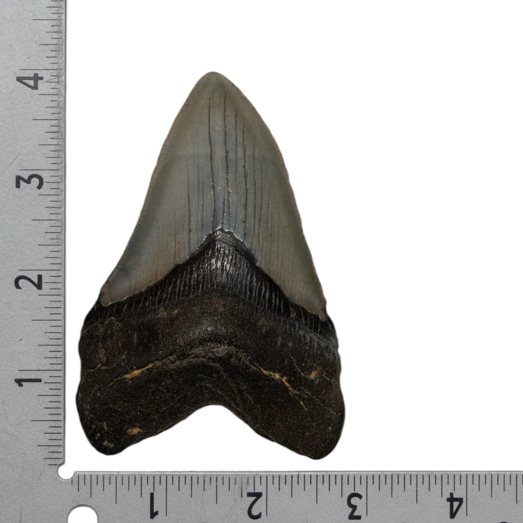 Authentic Megalodon Shark Tooth Fossil - Large Prehistoric Collector's Specimen for Home Decor, Science Education & Gift Giving