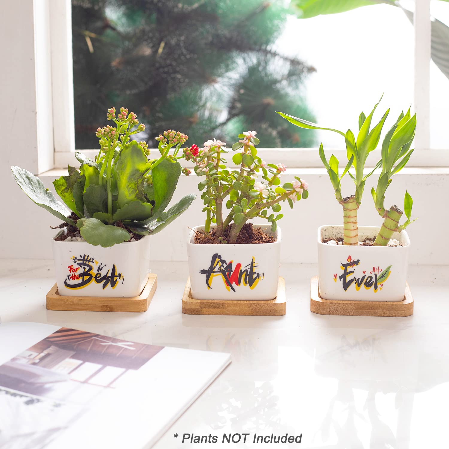 Best Aunt Ever Gifts for Women - Unique Succulent Plant Pots, Perfect Birthday or Christmas Present from Niece/Nephew | Ideal for Home Decor, Office Desk & Special Occasions