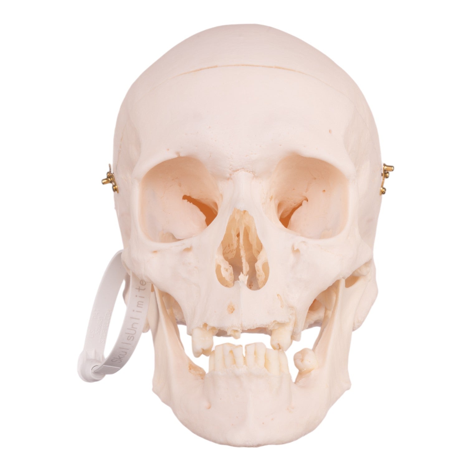 Premium Anatomical Human Skull Model - Accurate Medical & Educational Tool for Students, Doctors & Researchers | Perfect for Classrooms, Labs & Halloween Decor