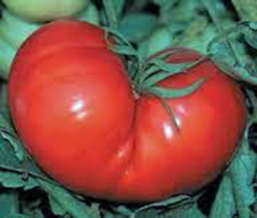 Heirloom Red Ponderosa Tomato Seeds - 25+ Giant 1-2 lb Fruits for Home Gardening, Canning & Fresh Eating