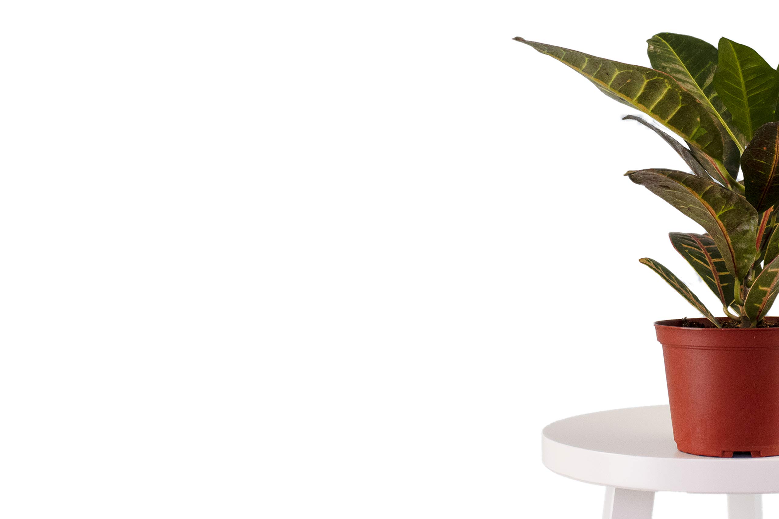 Live Croton Petra House Plant | Air Purifying Indoor & Outdoor Plant | Mature Succulent for Home & Office Decor | Perfect for Living Rooms, Bedrooms & Patios