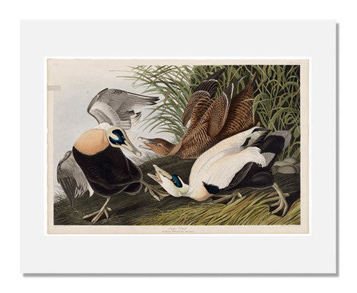John James Audubon The Birds of America Plate 246 Eider Duck Print - Vintage Bird Artwork for Home Decor & Nature Lovers - Perfect for Living Room, Office & Gift