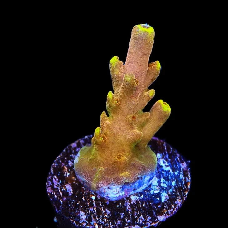 Premium CB Golden Jawdropper Acropora Coral for Saltwater Aquariums - Vibrant Coral for Reef Tanks & Marine Displays