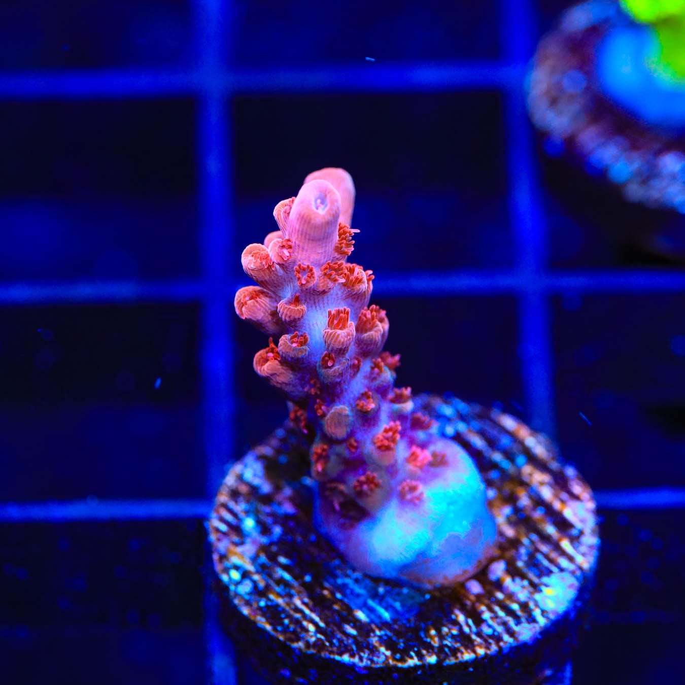Premium CB Maleficent Acropora Coral for Saltwater Aquariums - Vibrant Purple & Green SPS Coral for Reef Tanks - Perfect for Beginners & Advanced Hobbyists - Enhance Your Marine Aquascape