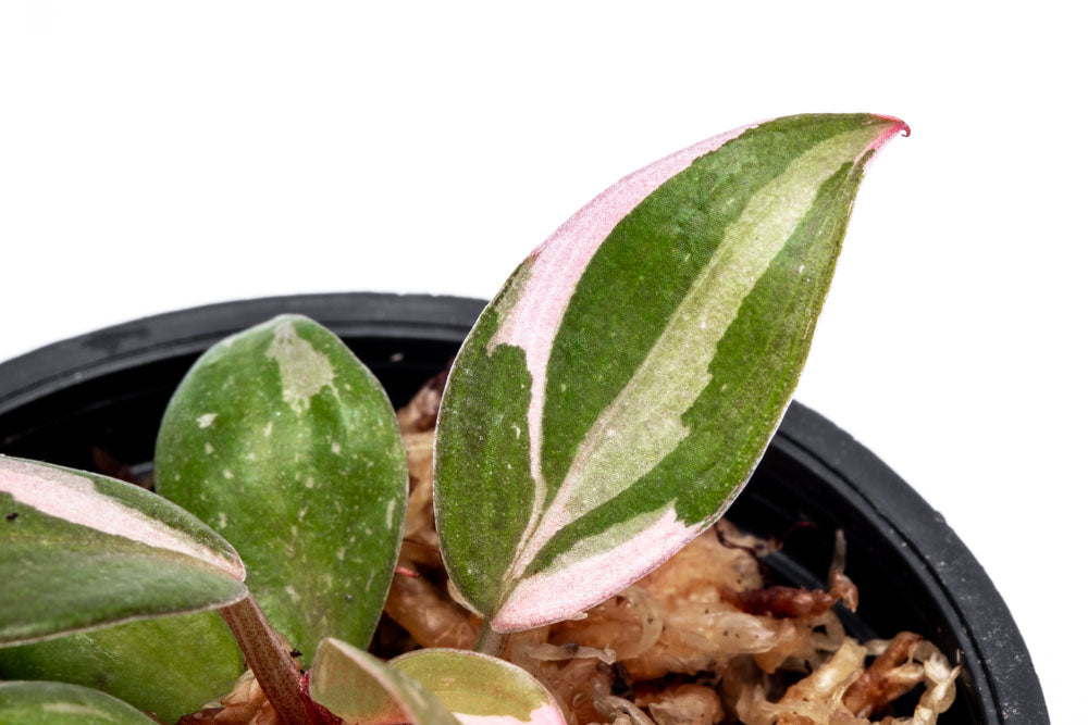 Philodendron Pink Princess Bare Root Plant - Rare Pink Variegated Houseplant for Indoor Decor, Office & Gift