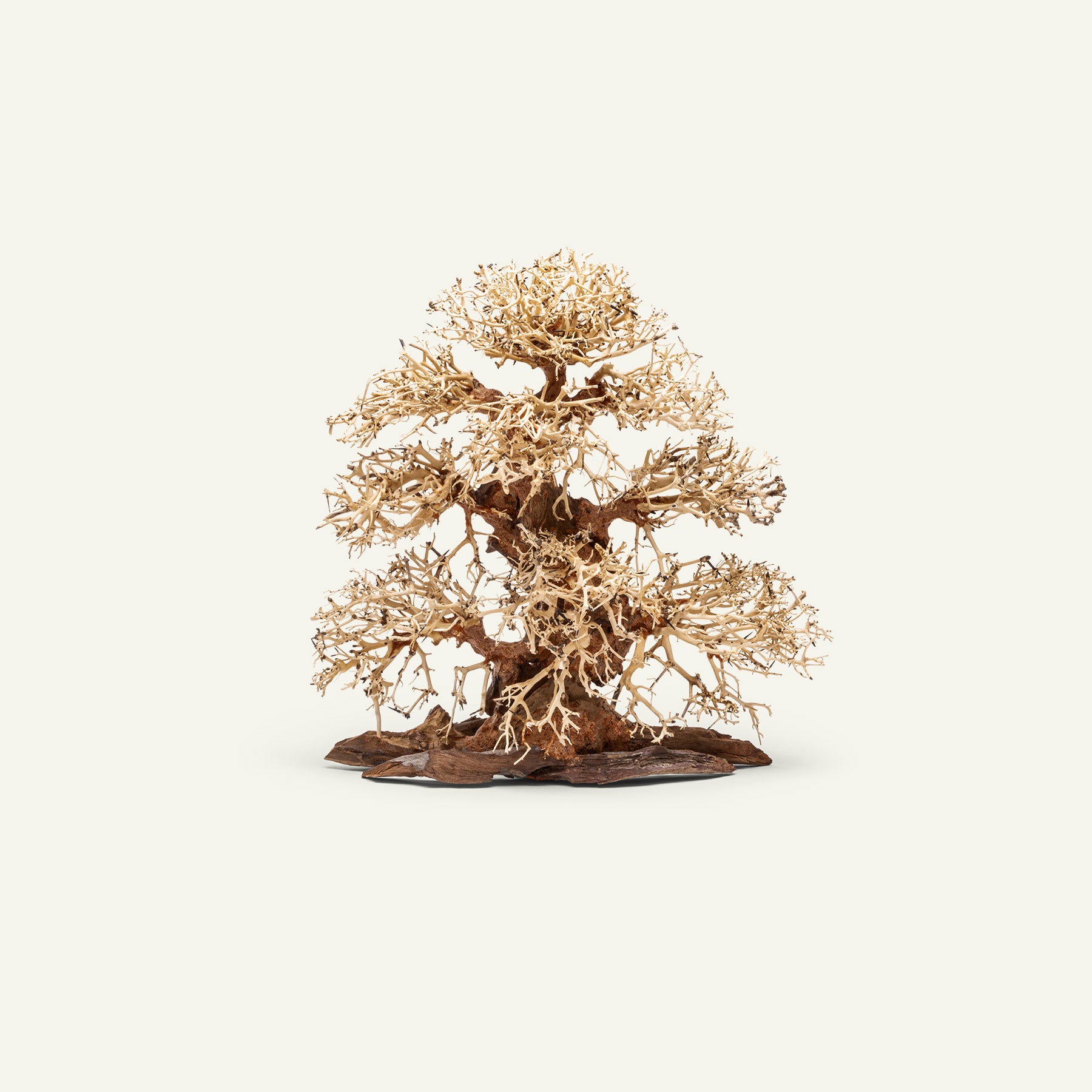 UNS Bonsai 002 - Premium Miniature Bonsai Tree for Home & Office Decor | Perfect Gift for Plant Lovers, Zen Garden & Indoor Gardening Enthusiasts