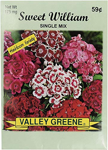 Sweet William - Single Mix