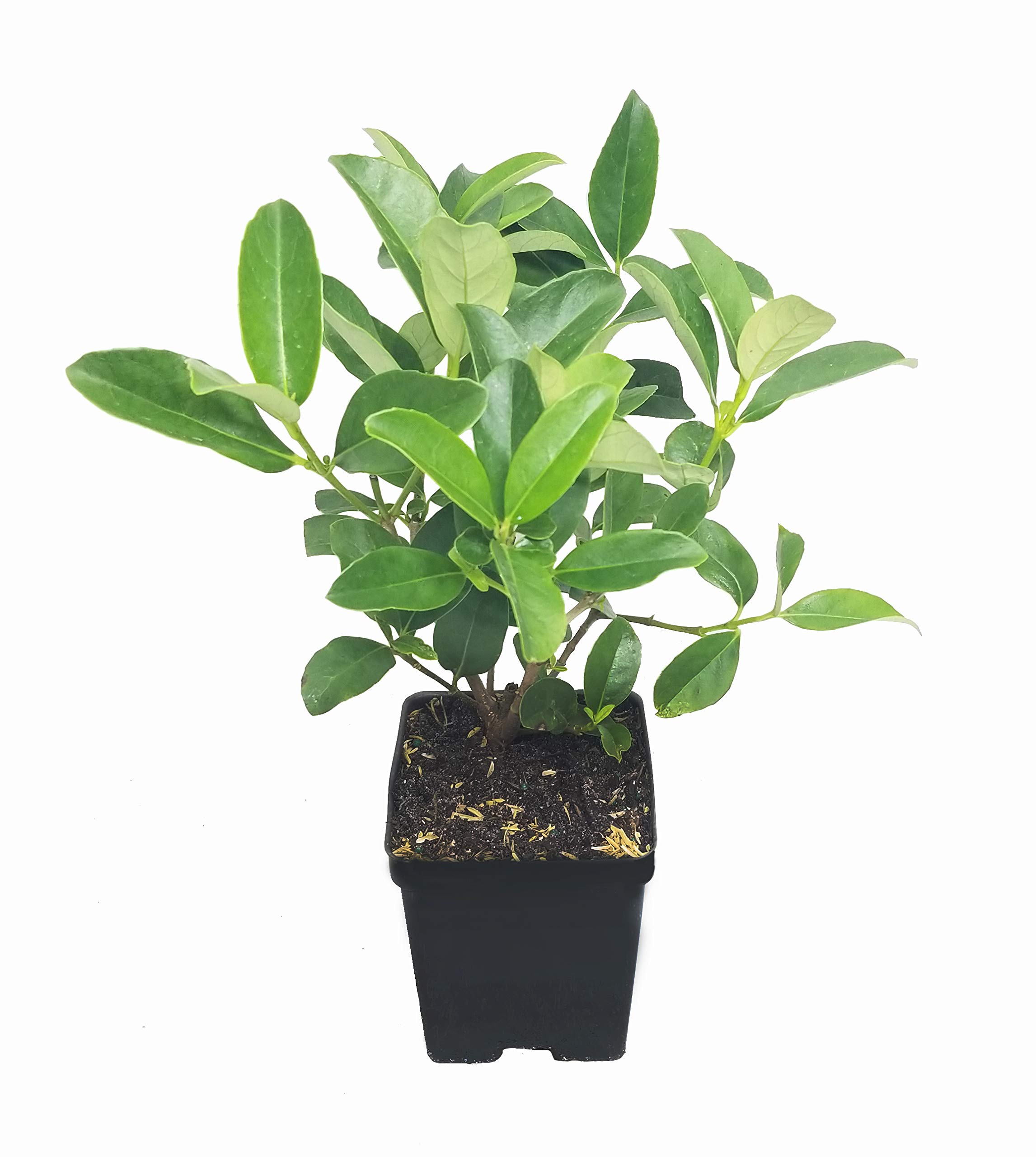 Sweet Viburnum Plants - 12 Large 4 Inch Pots | Viburnum Odorotissimum Live Fast Growing Hedge | Privacy Screen & Landscape Shrub for Gardens, Borders & Outdoor Decor