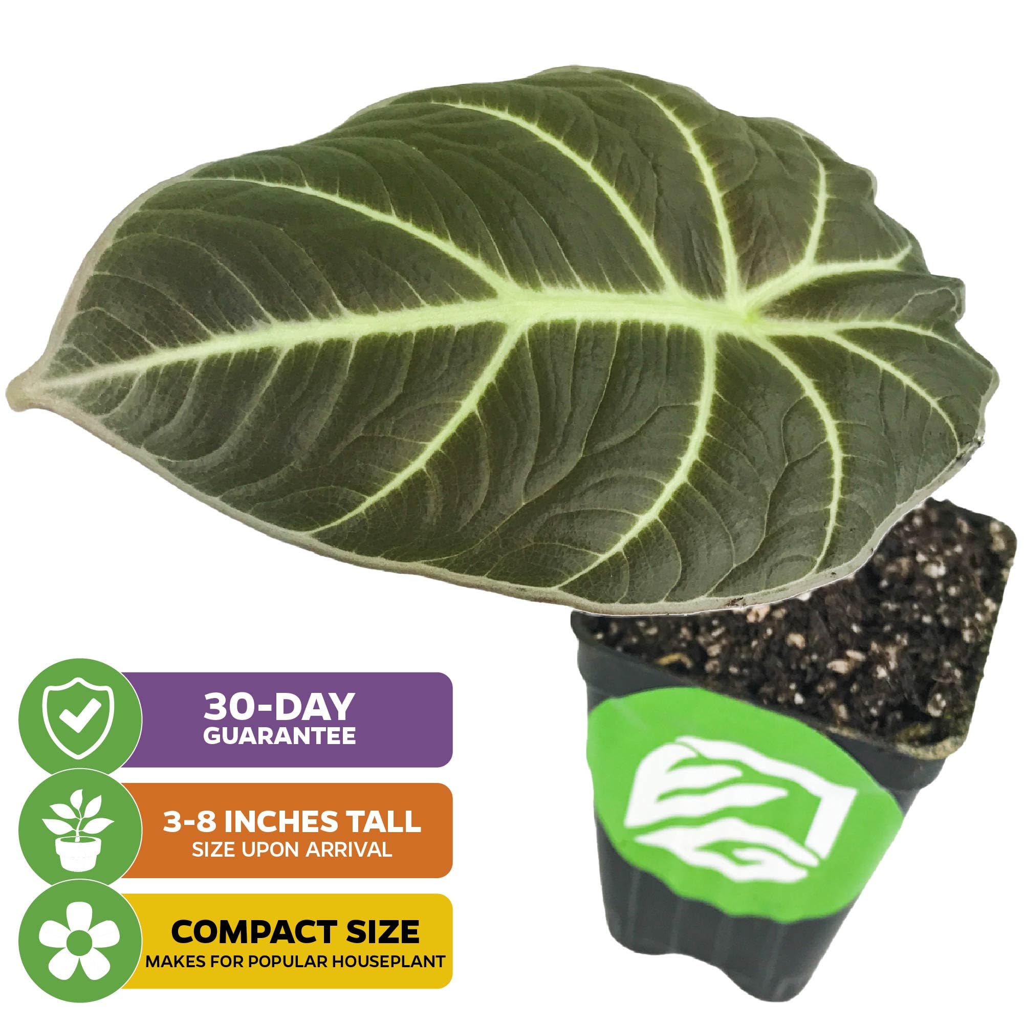 Black Velvet Elephant Ear Live Plant (Alocasia reginula) - Exotic Tropical Houseplant with Dark Green Velvet Foliage - Perfect for Indoor Decor & Outdoor Garden Landscaping - Ideal for Home, Office, or Patio Spaces
