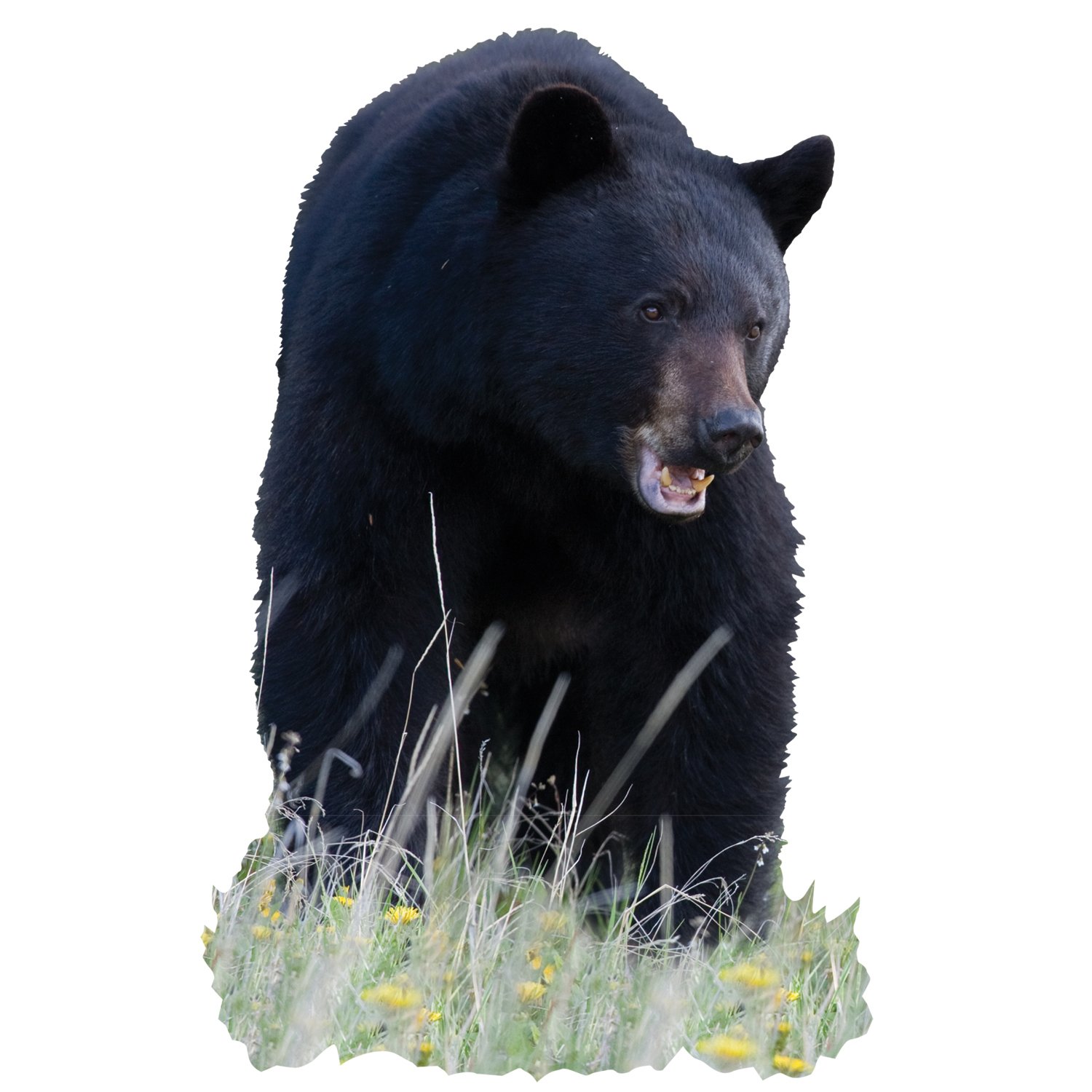 Mossy Oak 23070-C Black Bear Teeth Display Cut-Out Wall Decal - Perfect for Hunting Lodge, Cabin Decor & Man Cave Wall Art