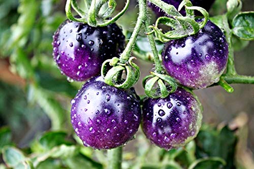 Rare Purple Blue Indigo Rose Tomato Seeds - 20 Count Pack for Home Gardening, Organic Heirloom Variety - Perfect for Salads, Sauces, and Fresh Eating