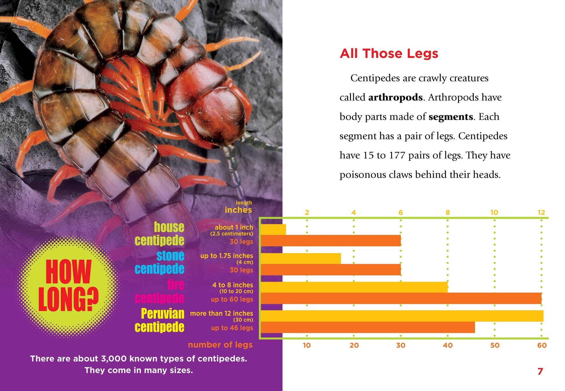 Centipedes: Fascinating Facts & Photos - 9781680728095 | Educational Book for Kids & Nature Lovers | Perfect for Homeschooling & Science Projects