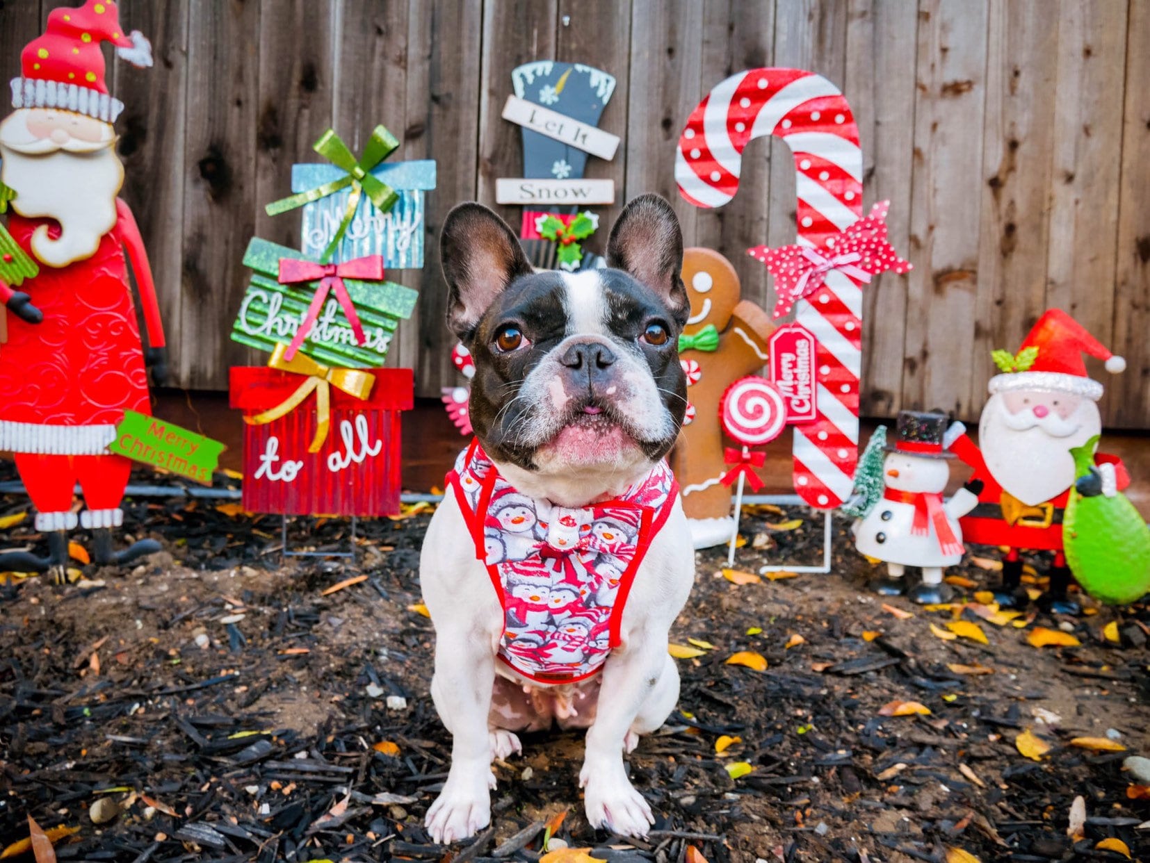 Christmas Dog Harness with Penguins Design - Festive Pet Accessory for Holiday Walks & Photos