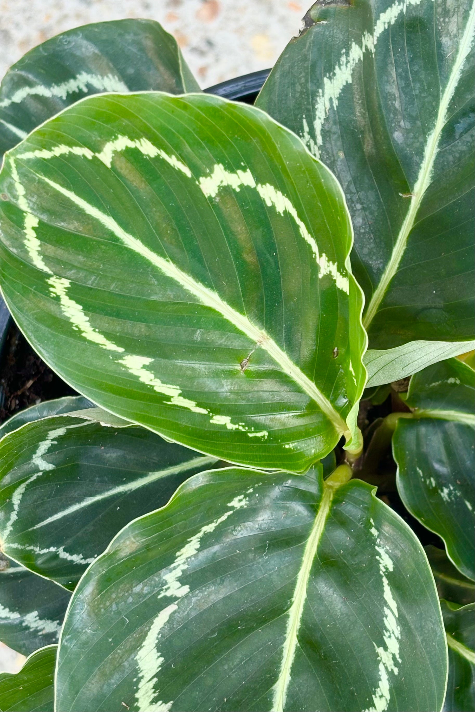 Calathea Roseopicta 'Northern Lights' - 6