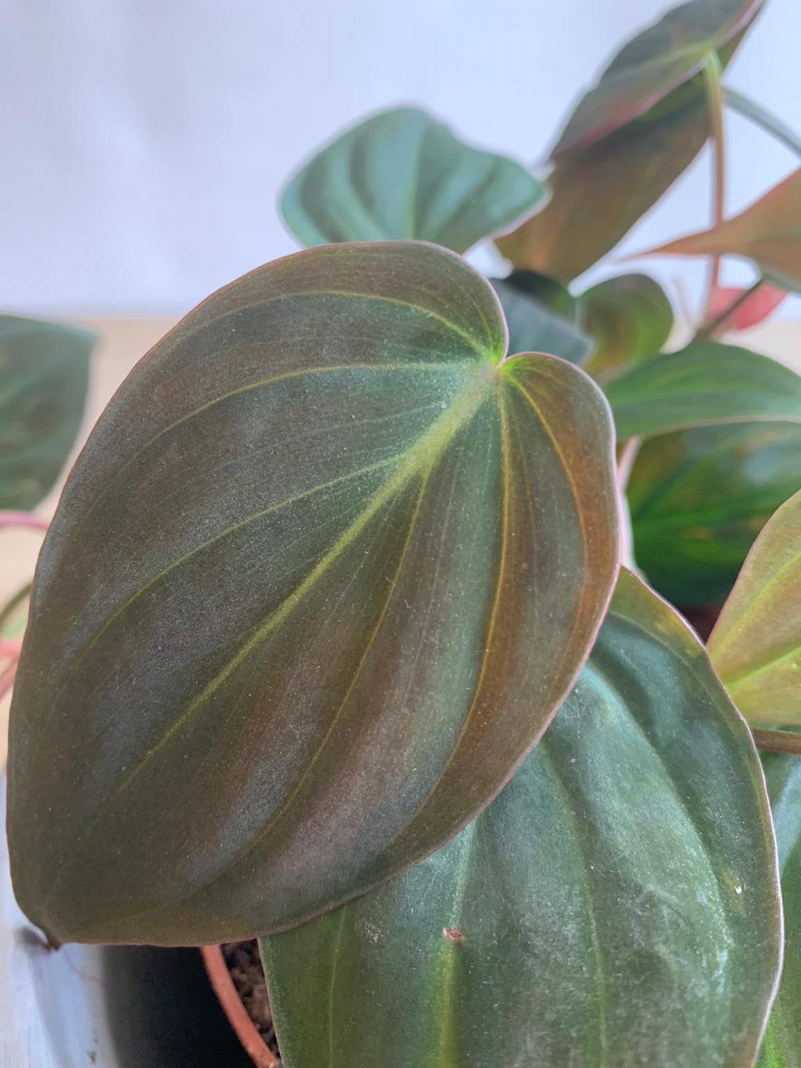 Philodendron Micans - 3 Live Plants in 4 Inch Growers Pots - Air Purifying Indoor Houseplant for Home, Office & Gift - Easy Care Tropical Plant from Florida