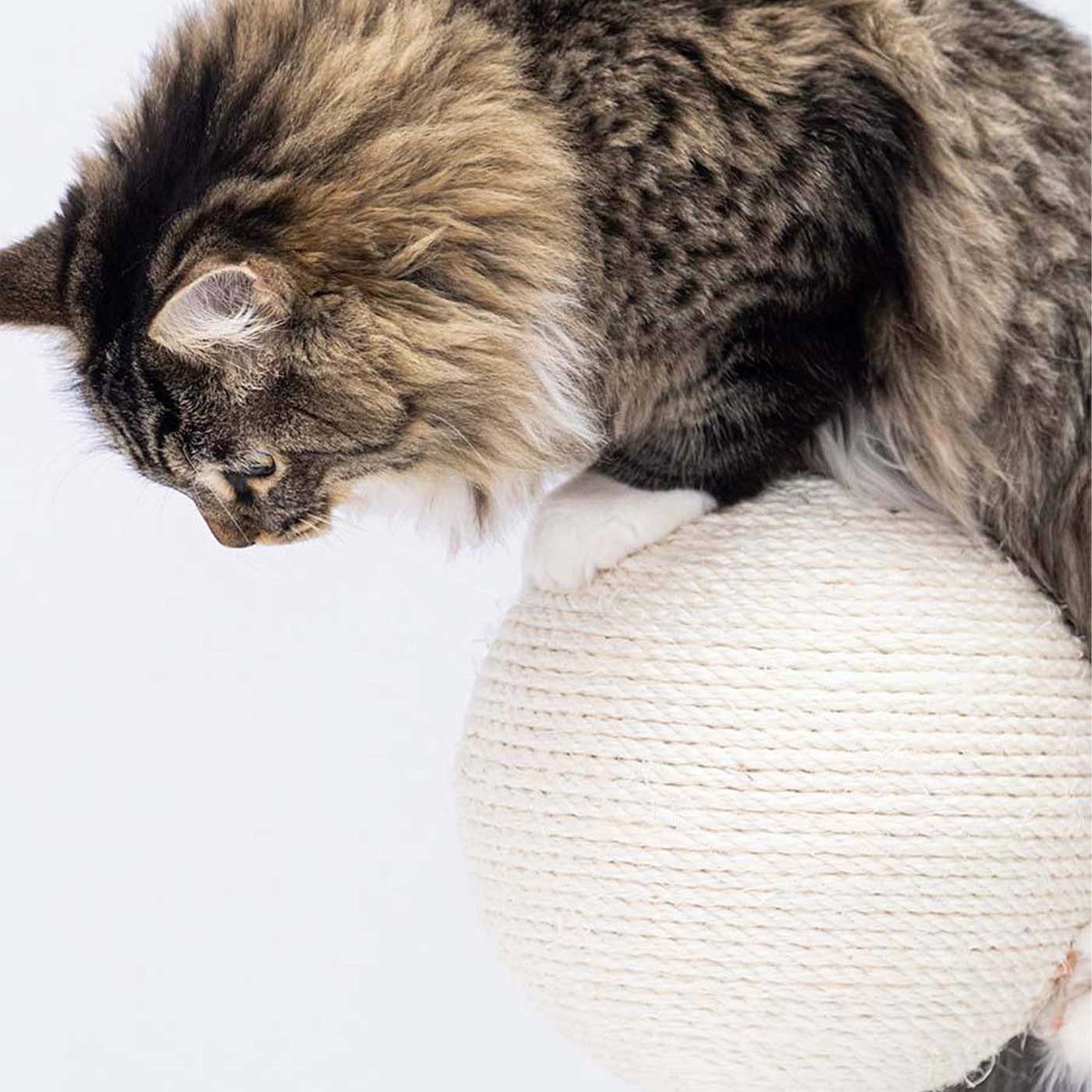 Little Rebels Palmdale 102cm Cat Tree with Scratching Posts & Perches - Multi-Level Playhouse for Indoor Cats - Perfect for Small Spaces & Apartments