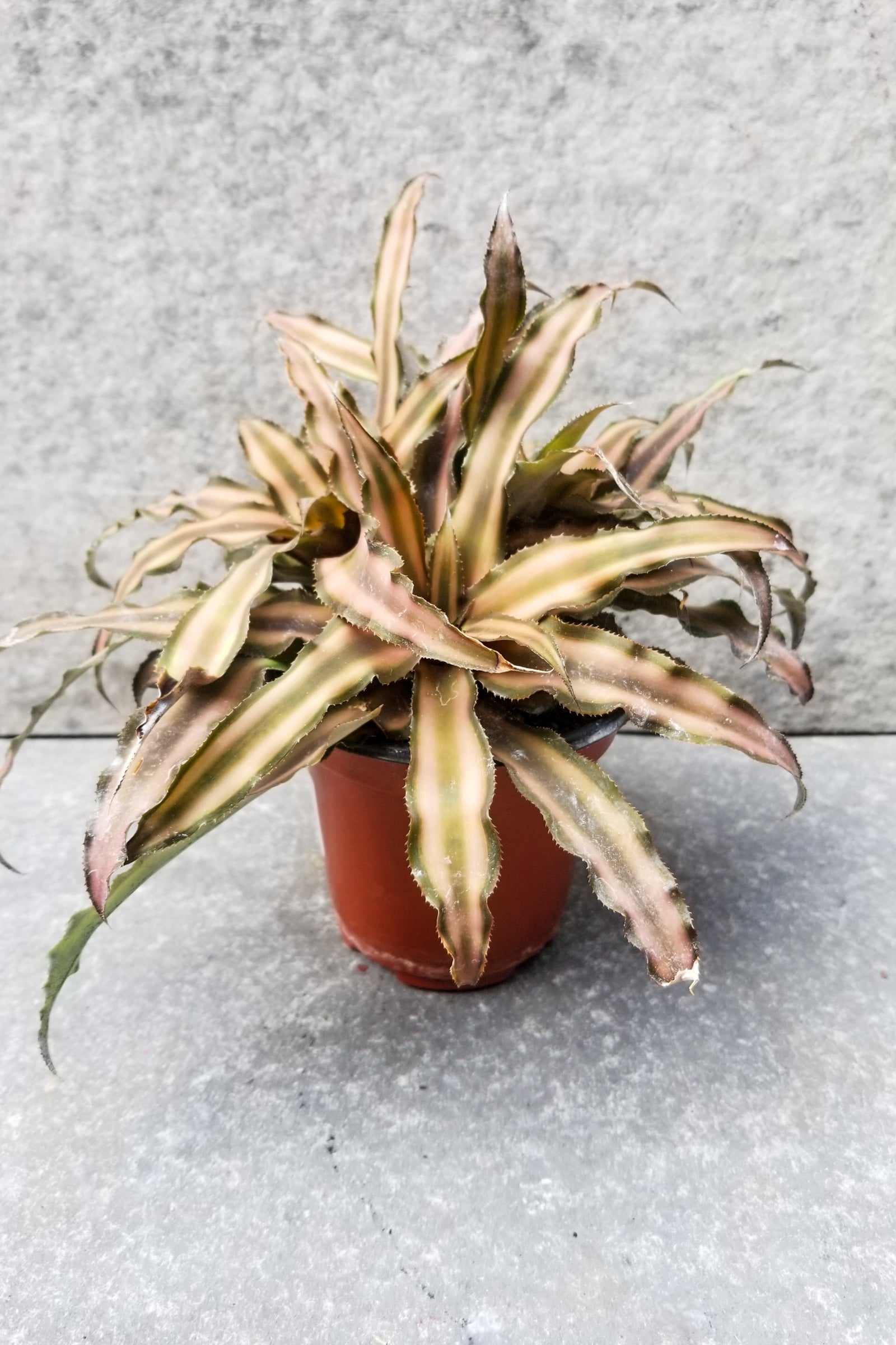 Cryptanthus Earth Star 4