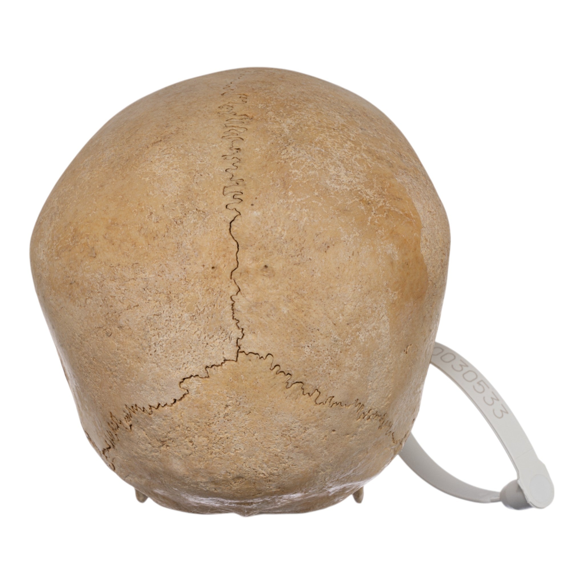 Authentic Real Human Child Skull Replica - Medical Study, Anatomy Education & Halloween Decor