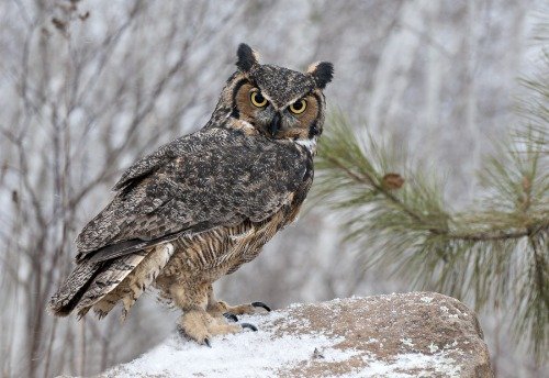Great Horned Owl Glossy Poster - High Quality Wildlife Photo Banner for Home & Office Decor | American Tiger Hoot Owl Wall Art | Perfect for Living Room, Bedroom or Classroom Decoration