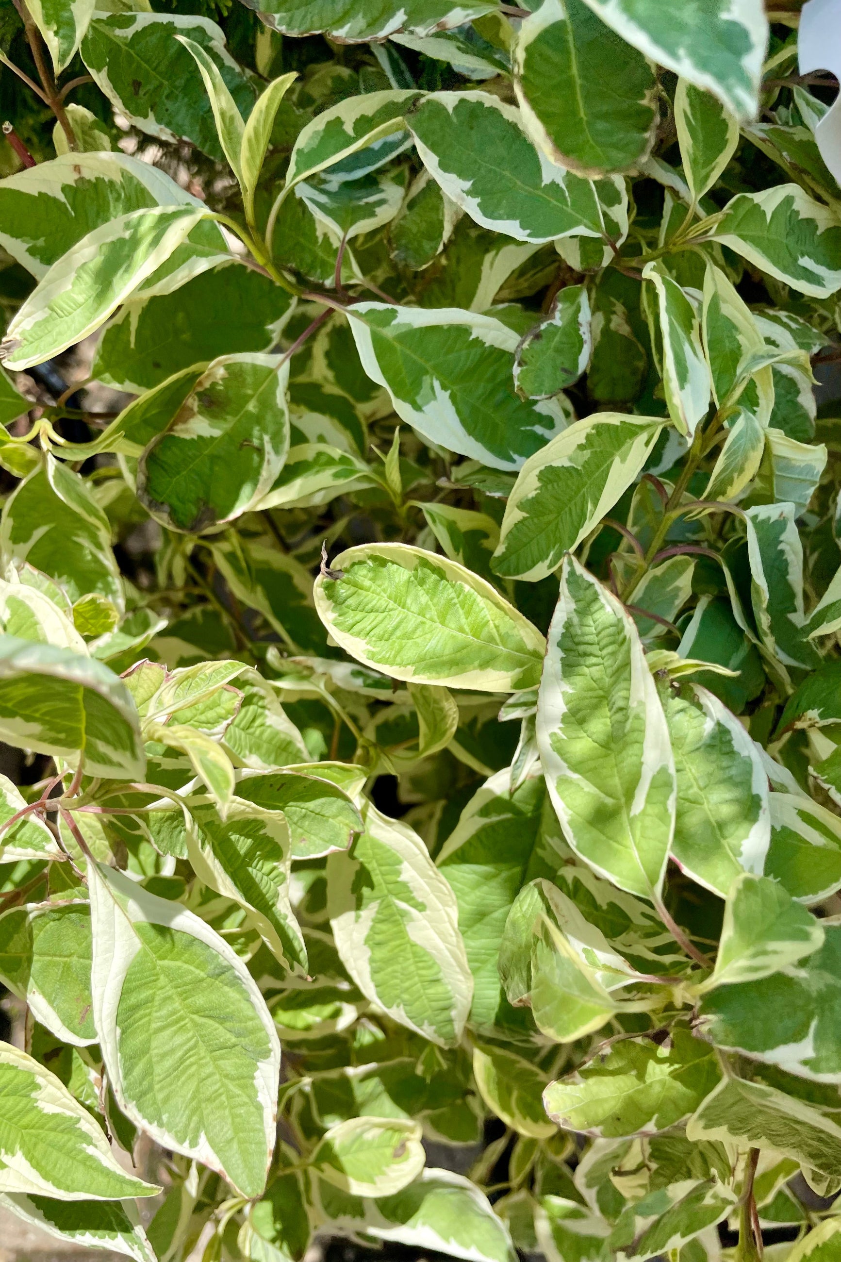 Ivory Halo Dogwood (Cornus alba) - #2 Container Size | Beautiful Variegated Foliage & Red Stems | Perfect for Landscaping, Hedges, and Winter Gardens