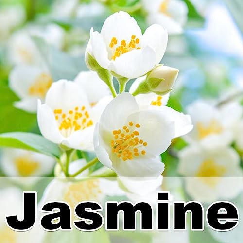 Jasmine