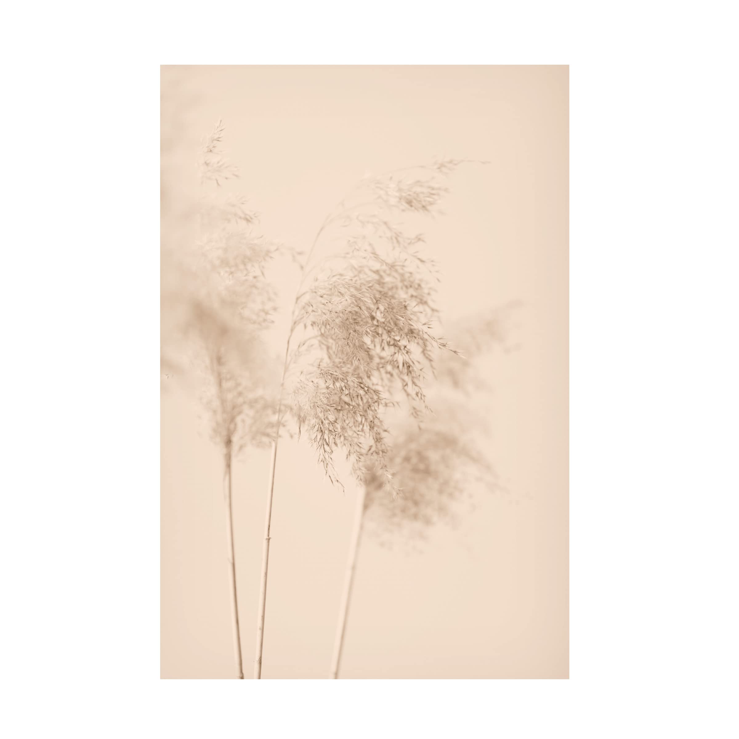 Trademark Fine Art 'Reed Grass Beige 09' Canvas Wall Art Print by 1x Studio III - Modern Nature Decor for Living Room, Bedroom & Office