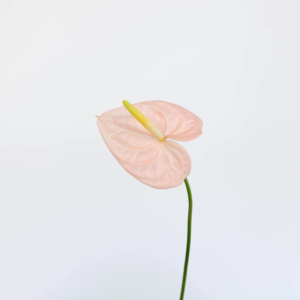 Anthurium Pink Tropical Flower - Live House Plant for Home & Office Decor - Perfect for Indoor Gardens, Gifts, and Tropical Themes