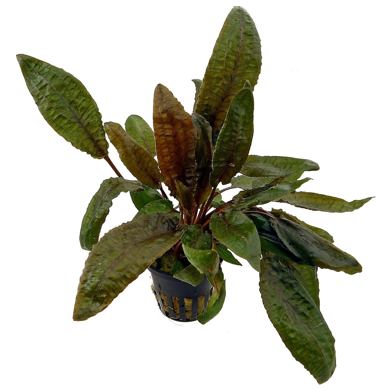 TCulture Cryptocoryne Tropica Live Aquarium Plant (Potted) - Perfect for Freshwater Fish Tanks, Aquascaping & Aquatic Gardens