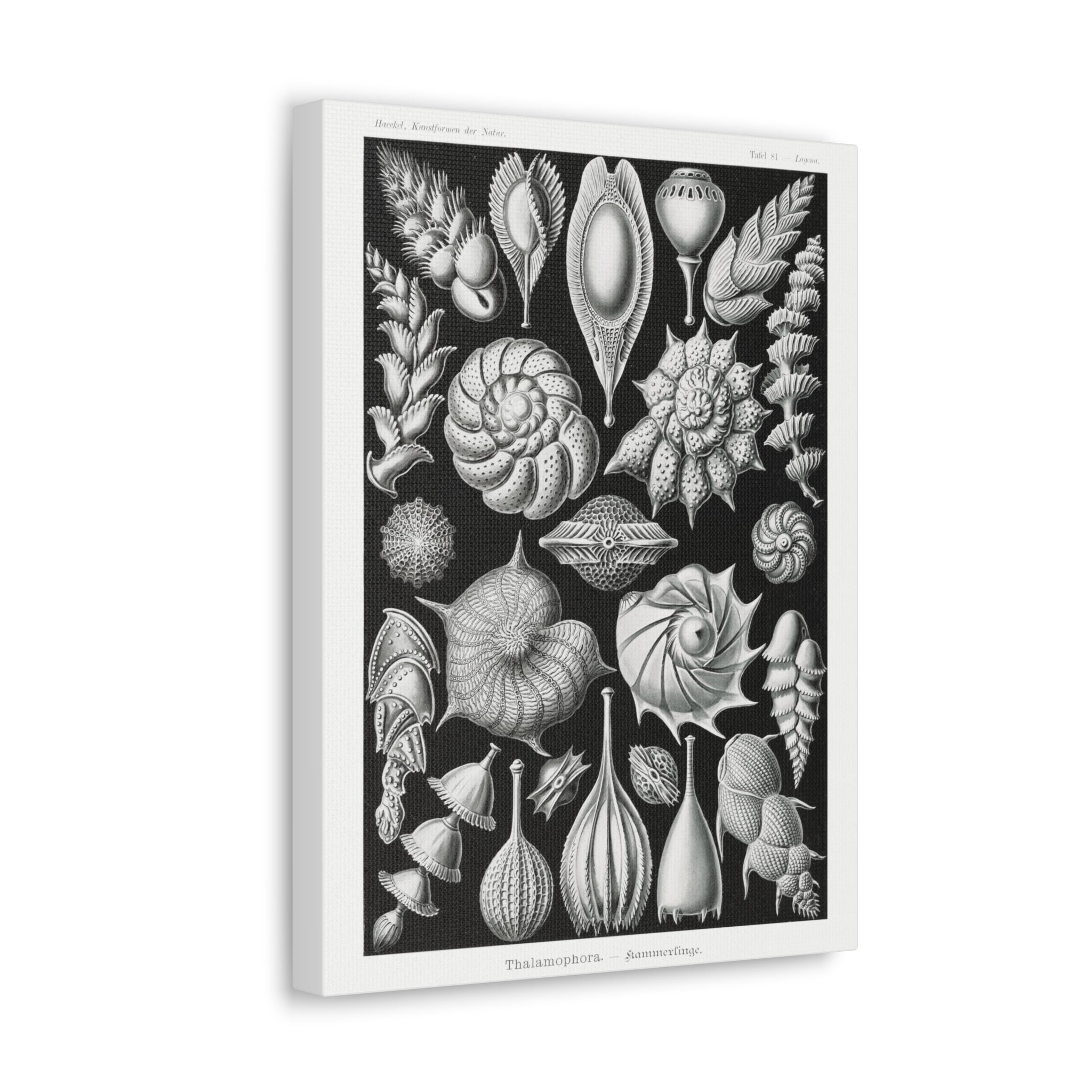 Ernst Haeckel Thalamophora Kammerlinge Art Print - Premium Canvas Wall Decor for Living Room, Bedroom & Office