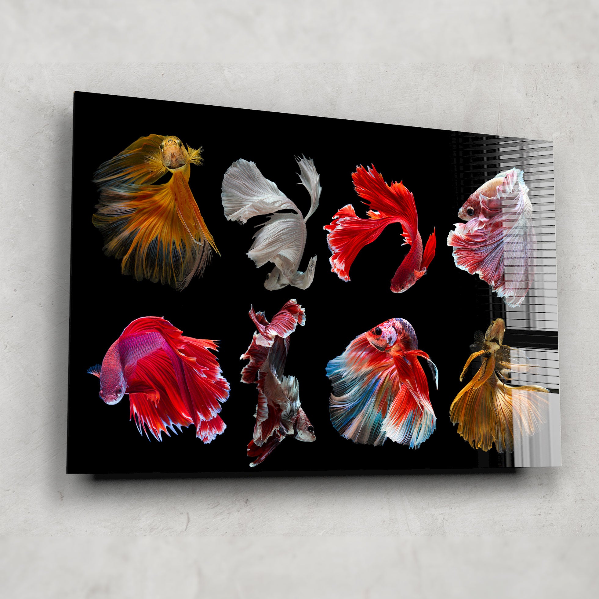 Beautiful Betta Fish for Sale - Live Siamese Fighting Fish for Aquariums & Fish Tanks | Perfect for Home Decor, Office Aquascaping & Pet Lovers
