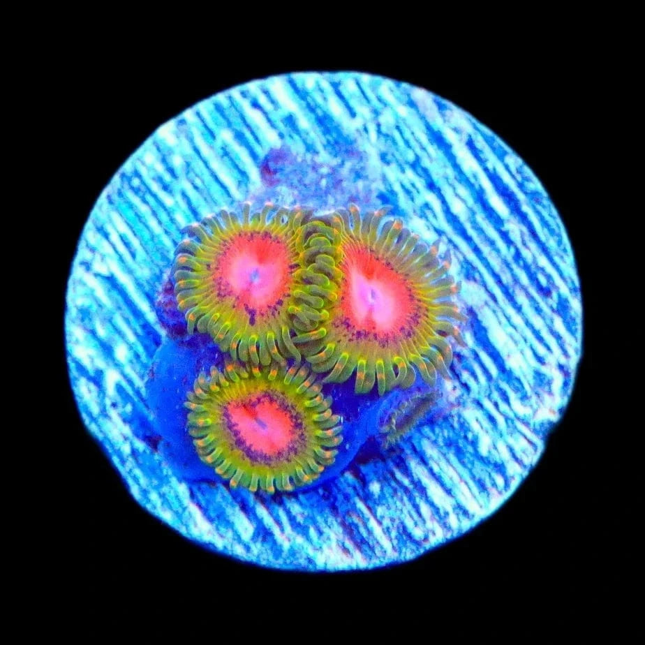 Premium Zoanthids Coral for Saltwater Aquariums - Vibrant Awesome Blossom Polyps for Reef Tanks & Marine Displays