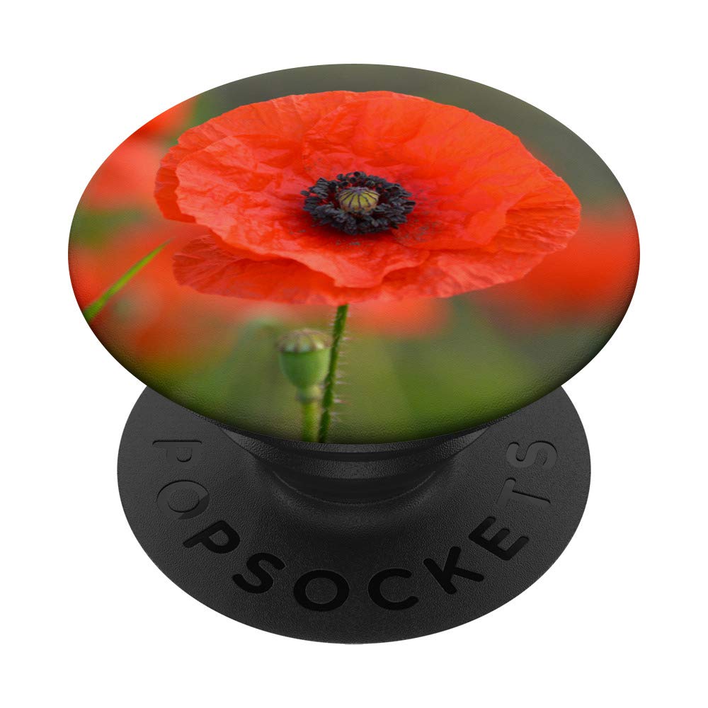 Red Poppy Flowers - Natural Wildflower Seeds for Garden Planting, Landscaping & Home Decor | Perfect for DIY Bouquets, Wedding Arrangements & Outdoor Gardens