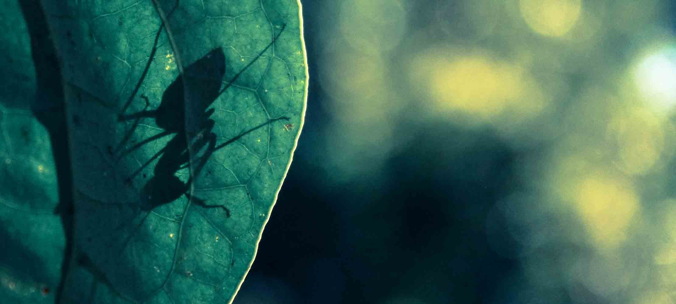 Louis Leonard Art – Ant Shadow by Photographer Isuru Wak - Premium Canvas Giclee Wall Art Print with Frame - Perfect for Living Room, Bedroom & Office Decor