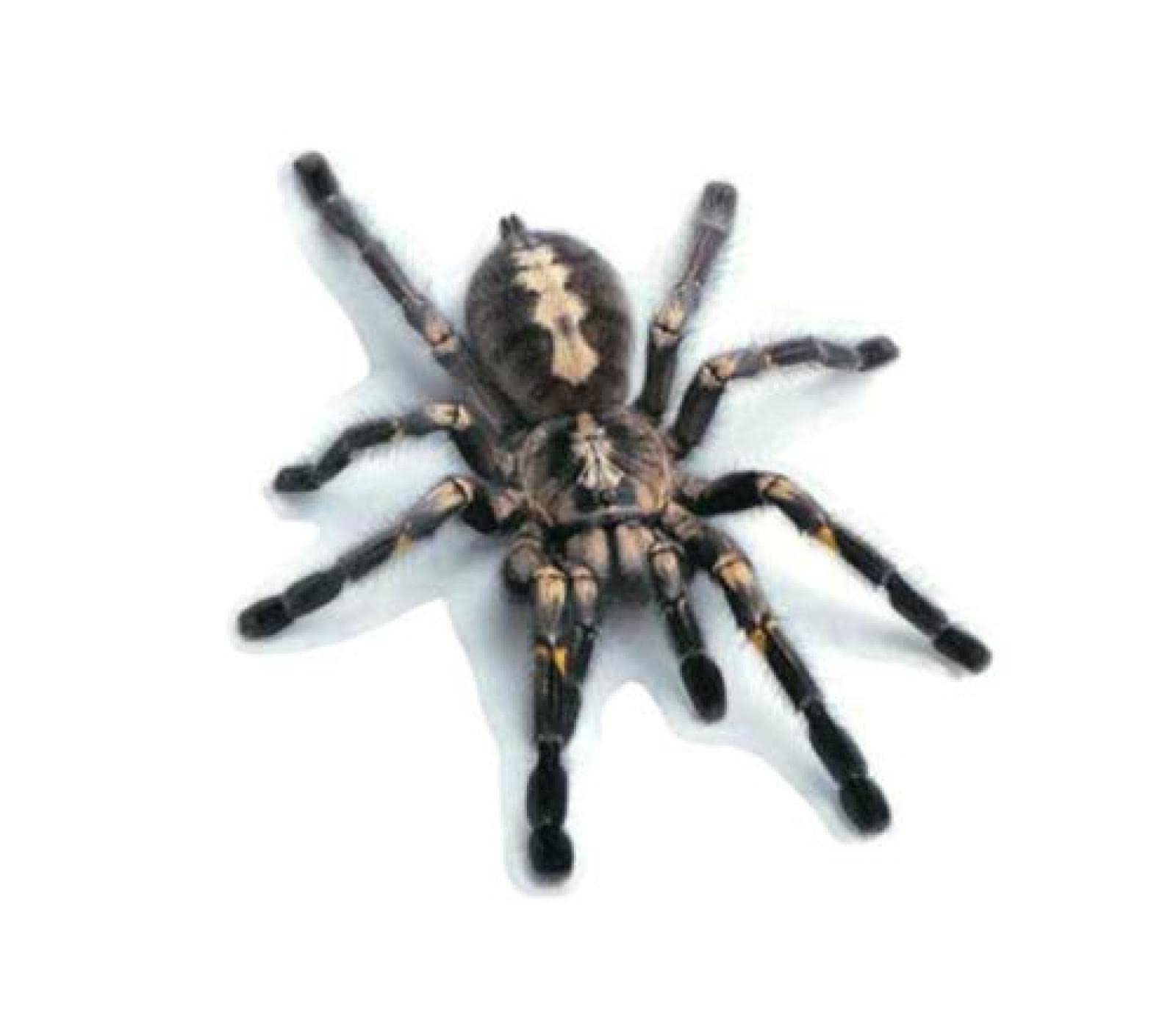 Funny 3D PVC Car Stickers - Lizard, Scorpion & Spider Design (16x18cm, 2Pcs) - Waterproof Decals for Car Body & Window - Perfect for Car Styling & Personalization - Great for Halloween, Prank Gifts & Automotive Decoration