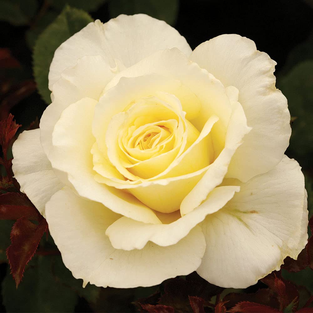 Heirloom Roses White Licorice™ Yellow Floribunda Rose Bush - Live Outdoor Planting, Fragrant Garden Flowers for Landscaping & Home Decor