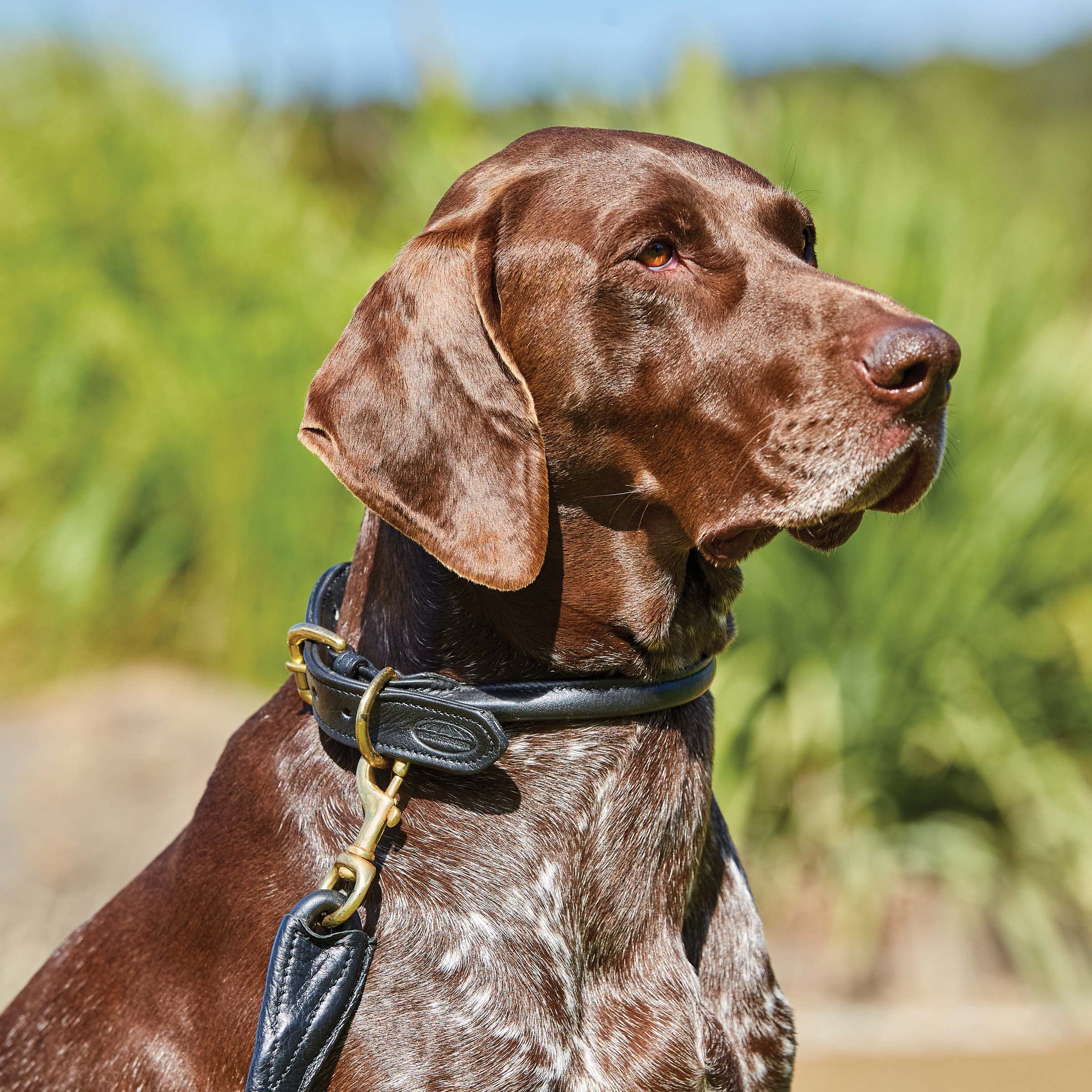 WeatherBeeta Rolled Leather Dog Collar for Small Dogs - Tan Brown Genuine Leather Pet Collar - Comfortable & Durable for Daily Walks, Training & Outdoor Adventures