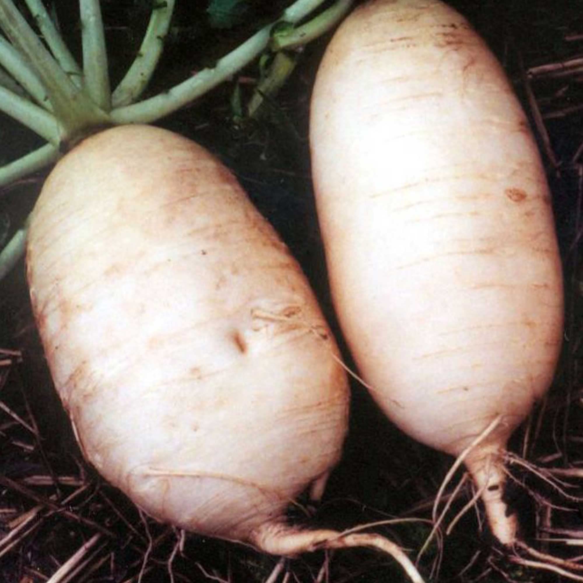 Giant Radish Seeds (1 Lb ~48,000 Seeds) - Non-GMO Heirloom Asian Vegetable for Home Gardening & Microgreens - Perfect for Salads, Stir-fries, and Healthy Sprouting
