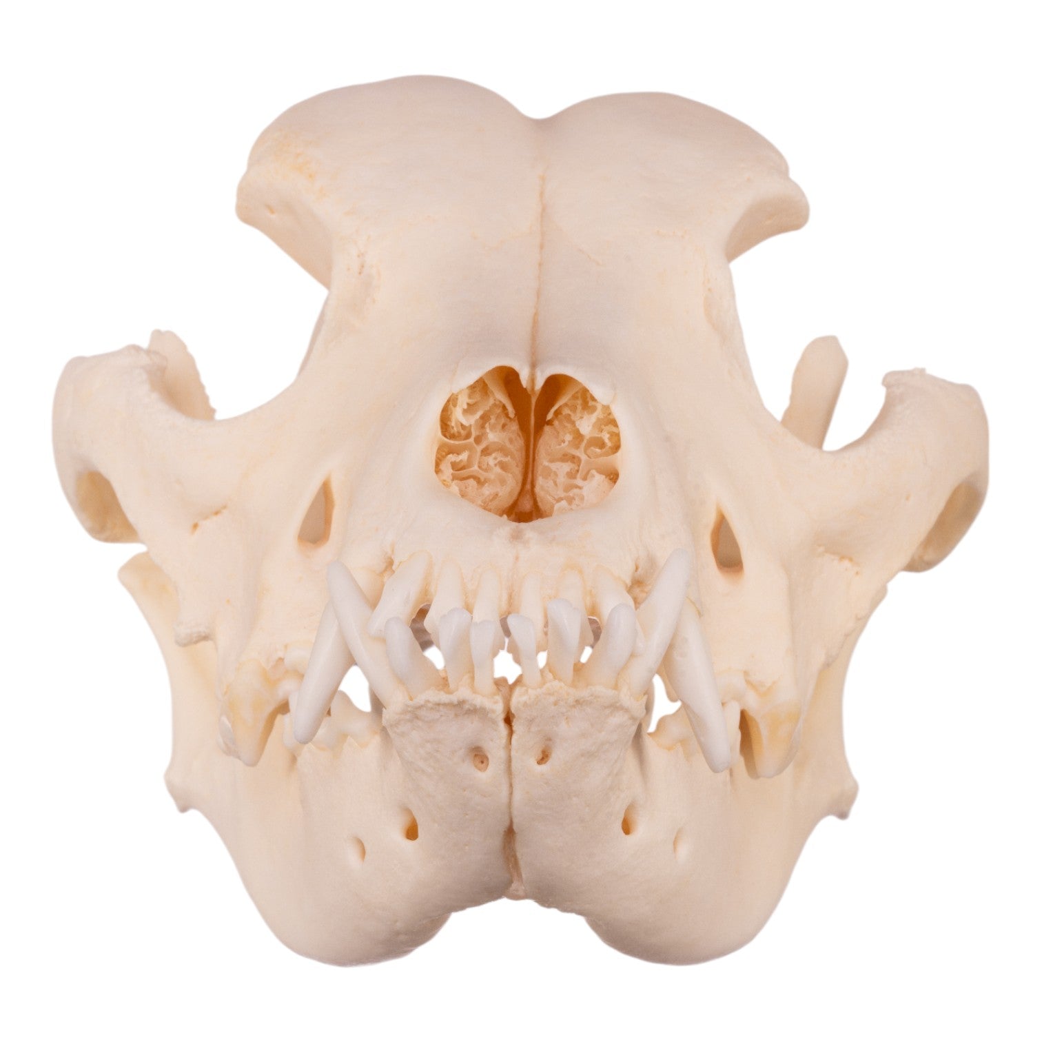 Authentic Domestic Dog Skull with Underbite - Perfect for Veterinary Studies, Taxidermy & Halloween Decor