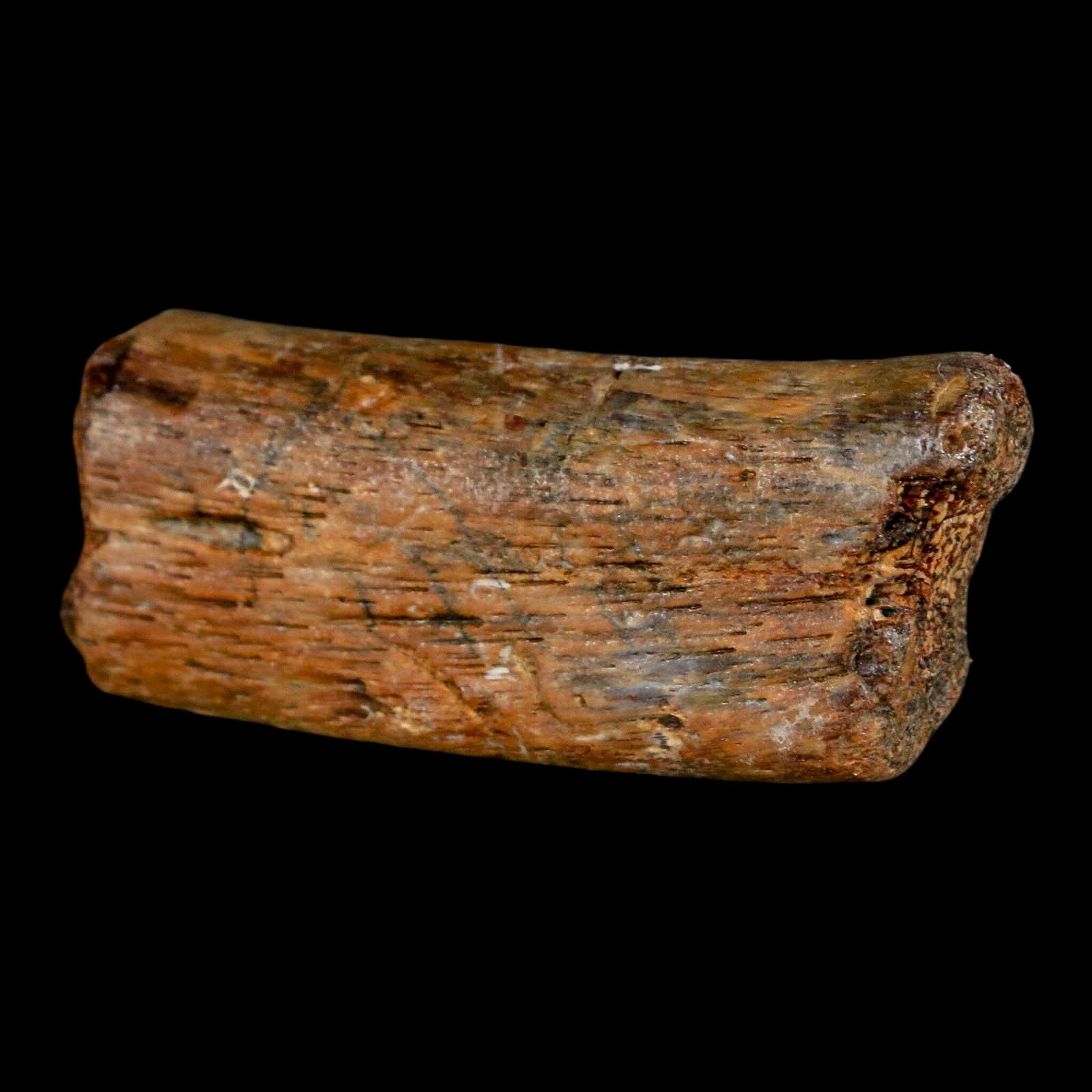 2 Authentic Mosasaur Fossil Rib Section - Cretaceous Dinosaur Era Fossil from Texas Ozan Formation with COA | Rare Prehistoric Marine Reptile Specimen for Fossil Collectors, Museum Displays & Educational Purposes