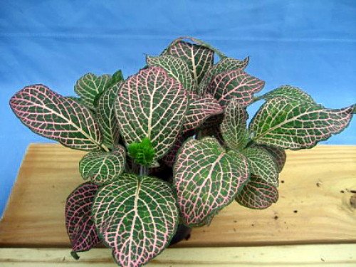 Mini Pink Veined Nerve Plant (Fittonia) - Easy Care Indoor Houseplant in 2.5