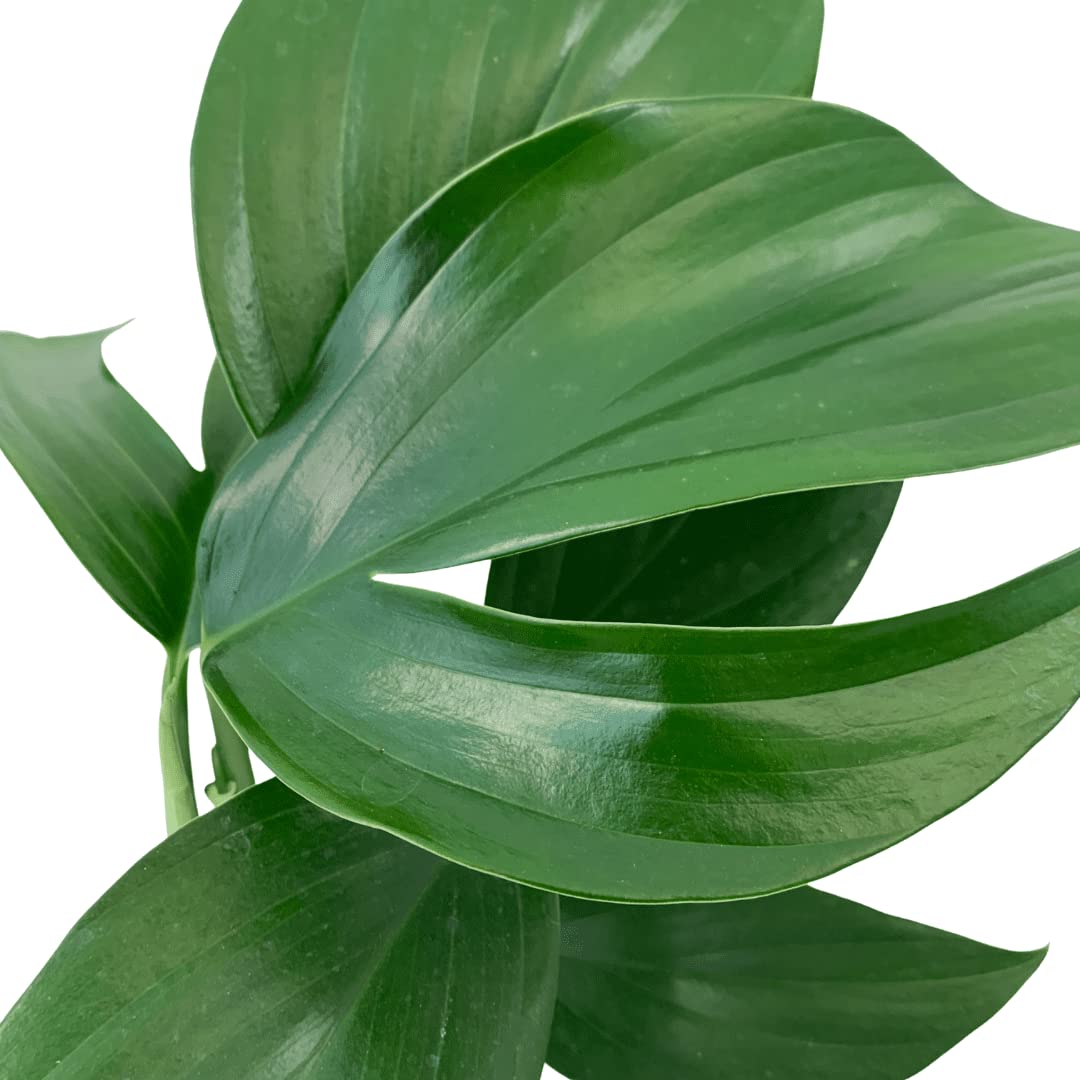Rhaphidophora Decursiva Dragon Tail Plant - 3 Live Rare Houseplants in 4 Inch Pots - Florist Quality Indoor Plants from Florida - Perfect for Home Decor, Office Spaces & Tropical Gardens