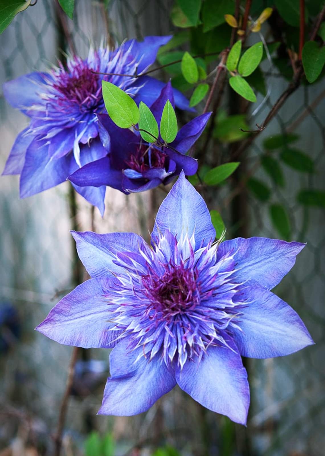 Clematis Vine Henryi - Perennial Flowering Plant for Year-Round Beauty | Ready to Grow in Pots & Gardens | Perfect Plant Gift for Home & Garden Decor (2 Plants Included)