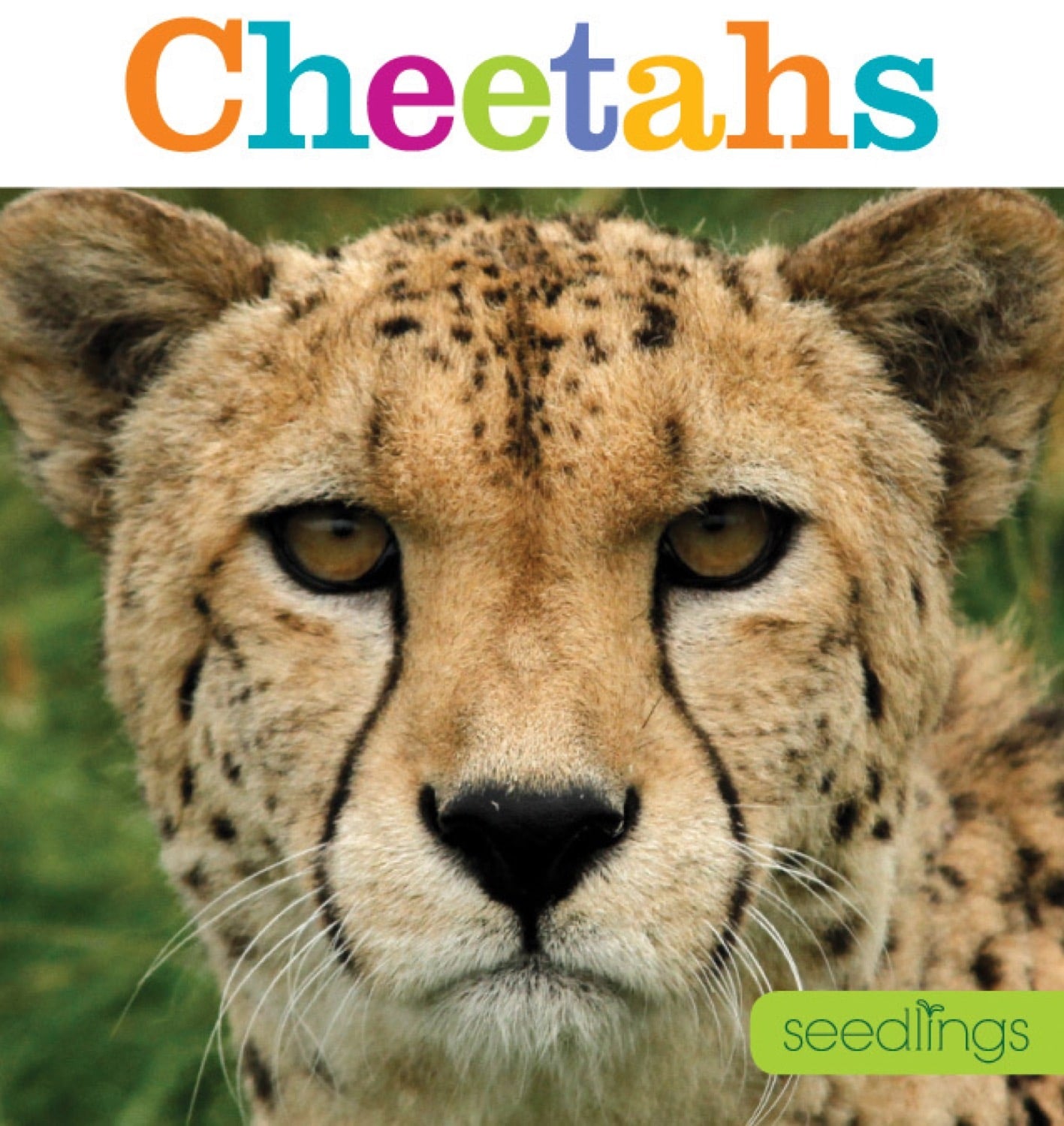 Cheetahs Book - ISBN 9781608184521 - Wildlife Education & Conservation Guide for Animal Lovers