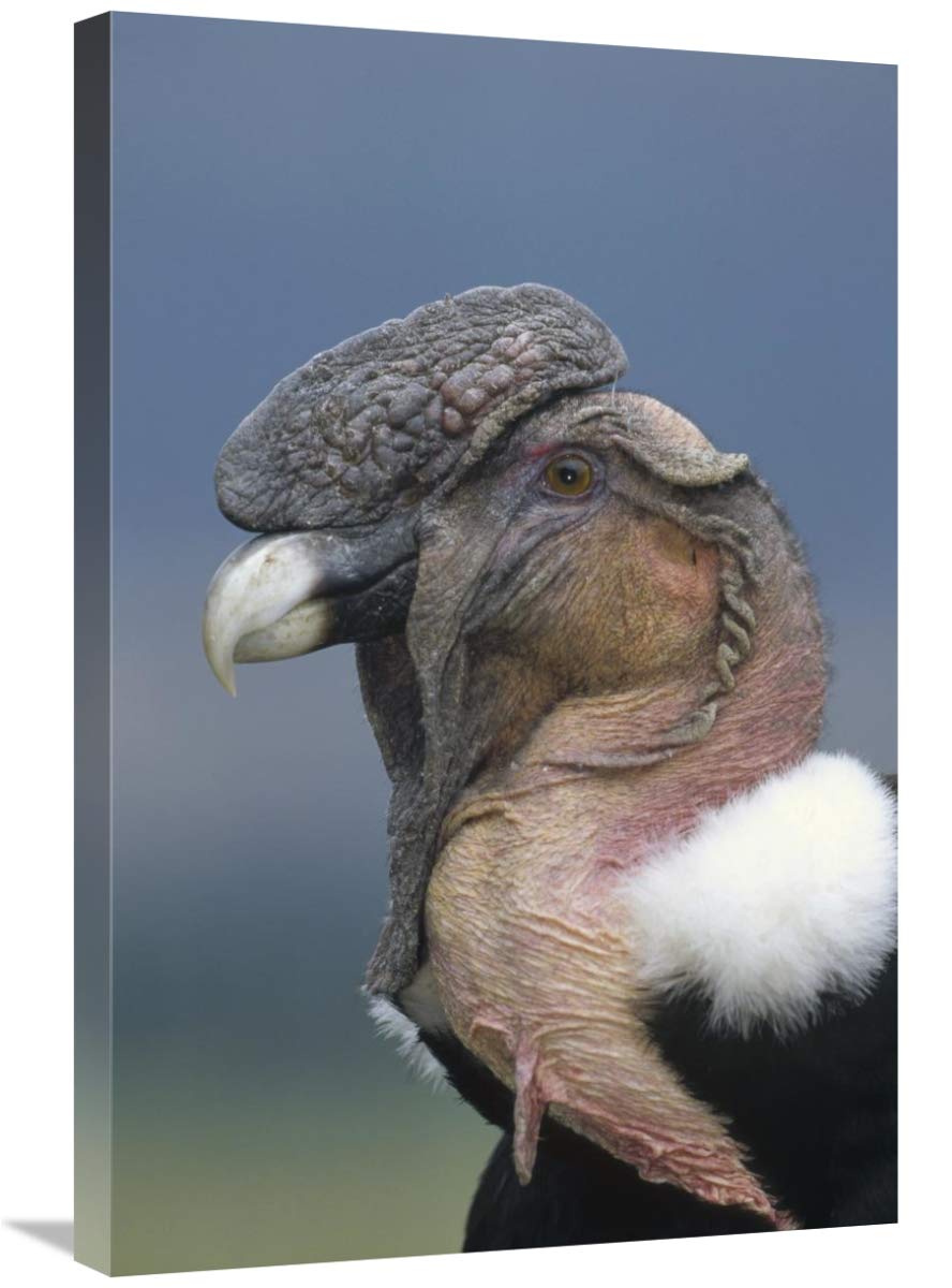 Andean Condor Male Canvas Art Print - 20x30 Inches - Cayambe Ecuador Wildlife Wall Decor - Perfect for Living Room, Office & Nature Lovers Gift