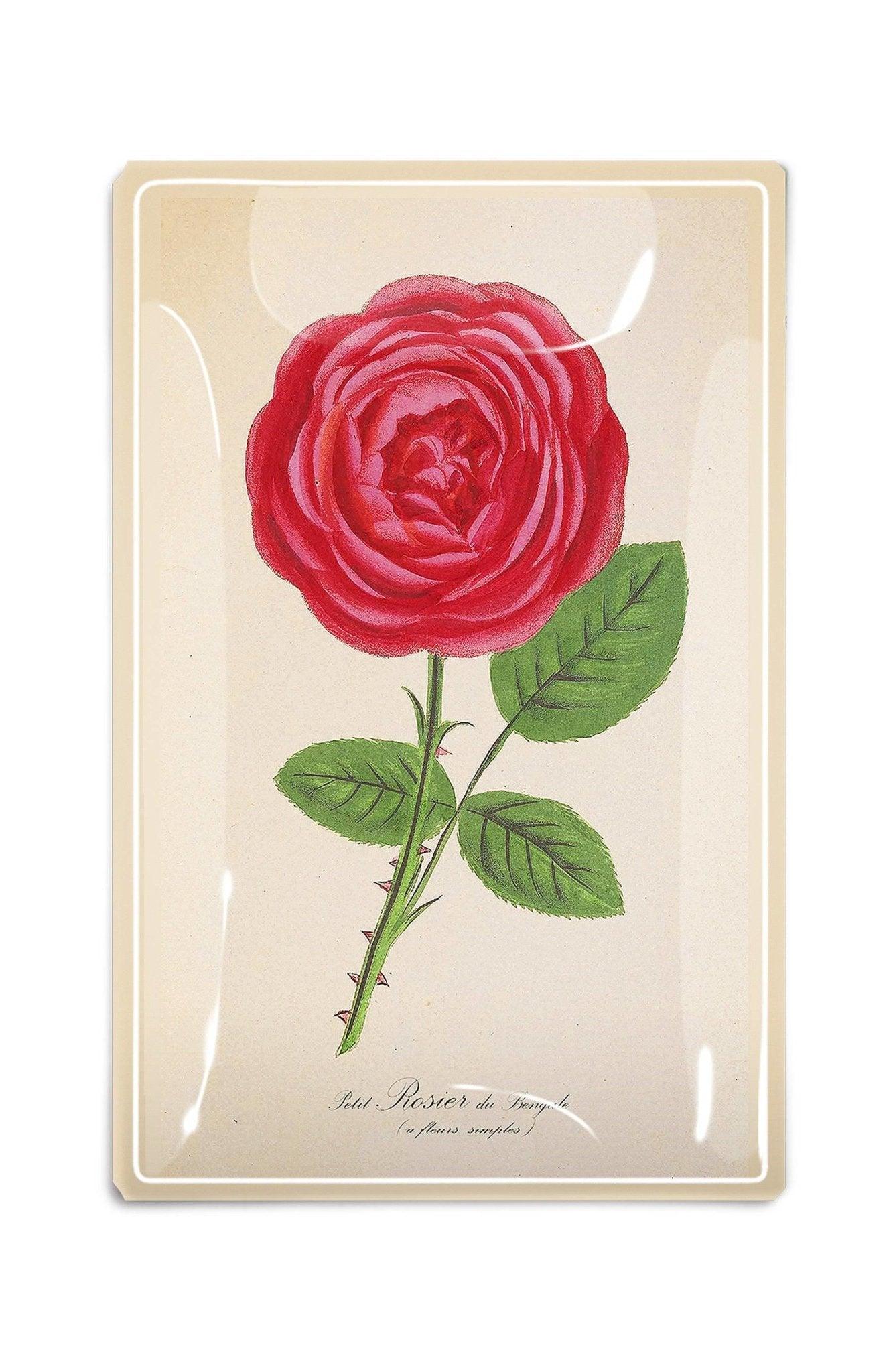 Single Hot Pink David Austin Rose Stem Decoupage Glass Tray - Elegant Home Decor for Dining Table, Coffee Table, or Gift Giving