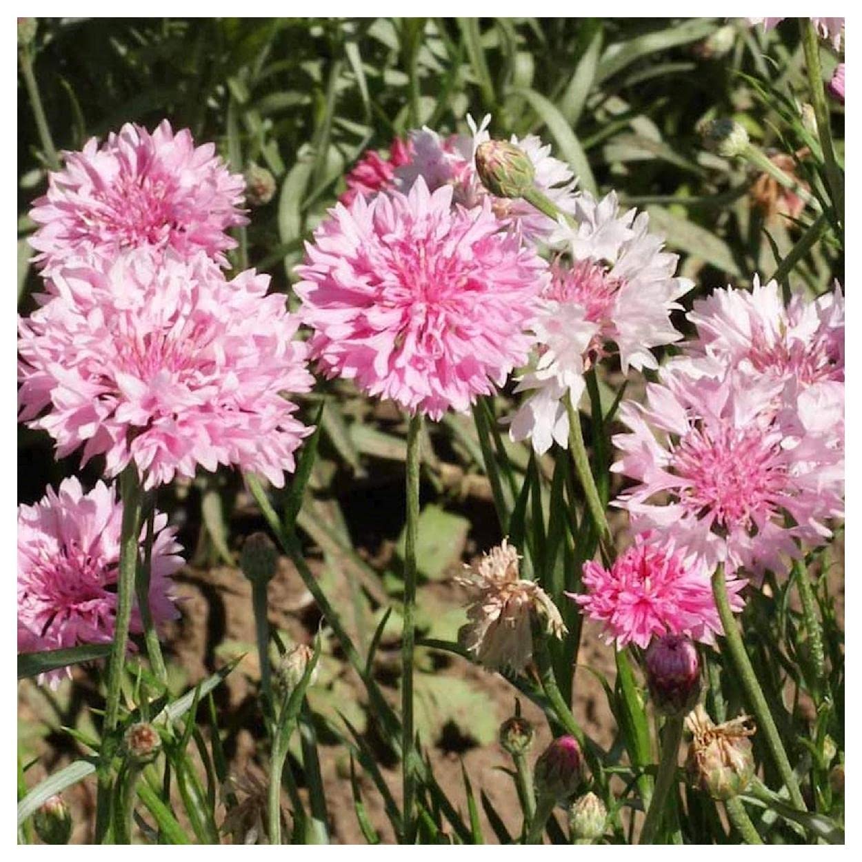 500 Tall Pink Cornflower Wildflower Seeds - Premium Gold Vault Jumbo Seed Packet by Everwilde Farms - Perfect for Home Gardens, Landscaping & Pollinator-Friendly Planting