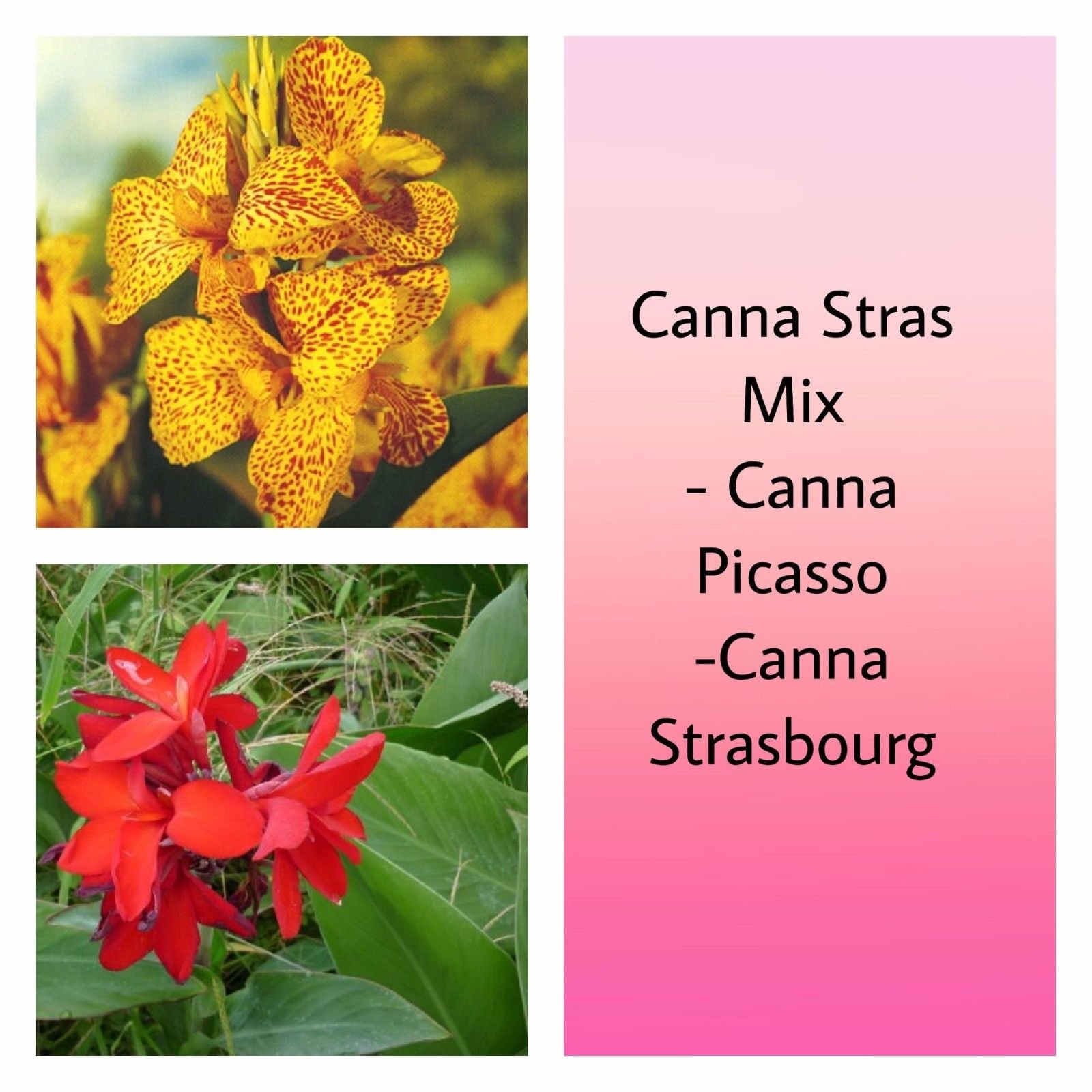 Premium Canna Stras Mix Bulbs (2 Pack) - Fast Growing Rhizomes with 2-3 Eyes - Heat & Humidity Resistant Plants for Tropical Gardens, Poolside Landscaping & Vibrant Outdoor Decor